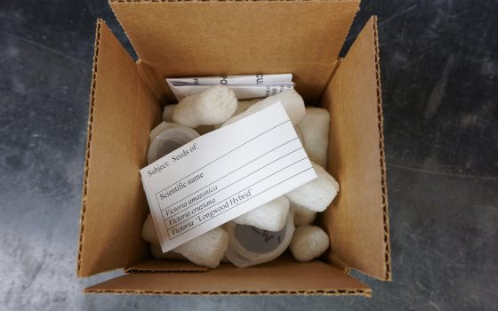 A box of victoria seeds inside a cardboard box with packing peanuts